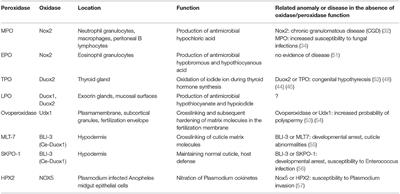 The Relationship of NADPH Oxidases and Heme Peroxidases: Fallin' in and Out